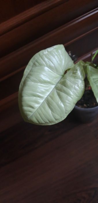 Сингониум Лайм грин