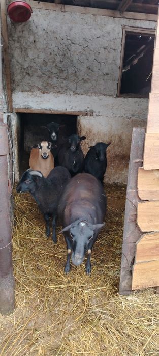 Vind oi de carne, oile sunt gestante  nu sunt de taiat