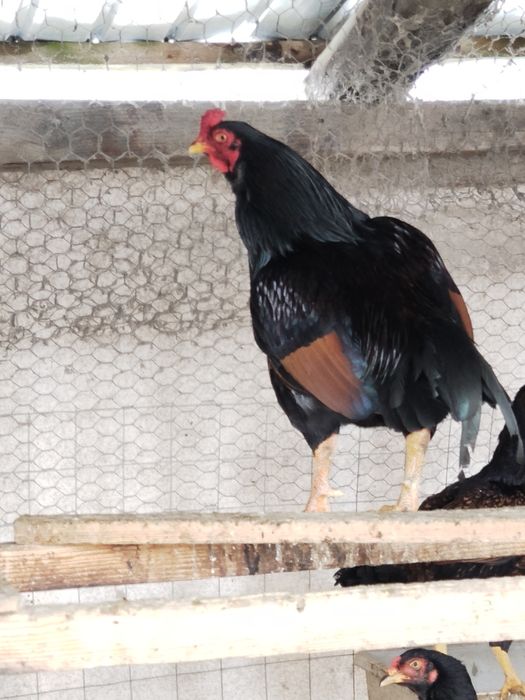 Vănd ouă de incubat din rasa Uriasi combatantă