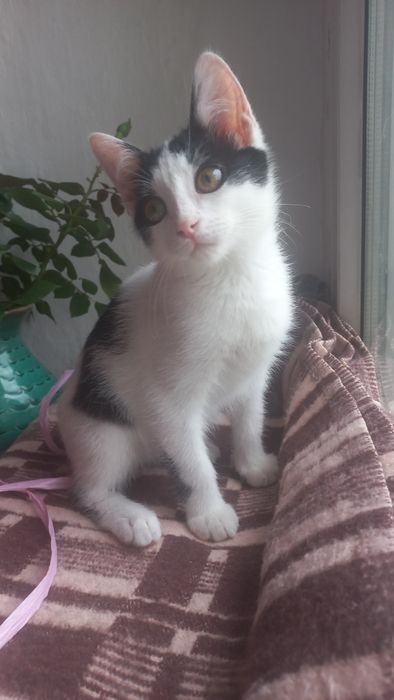 Котёнок мальчик в добрые руки