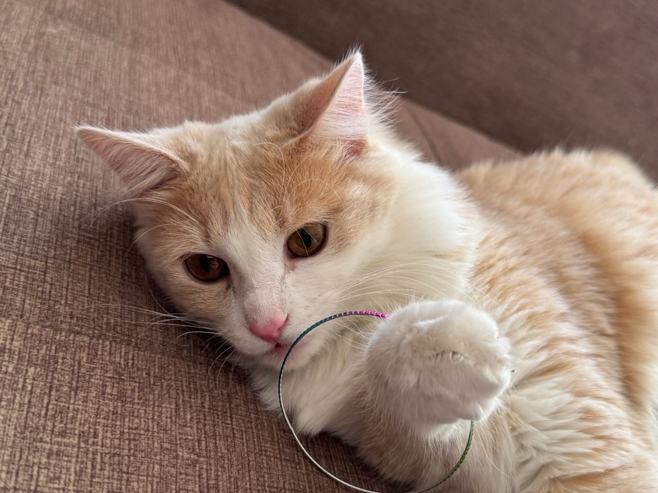 Отдам кота в добрые руки!