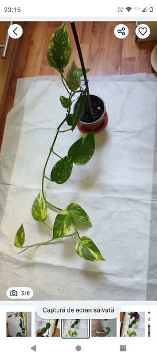 plantă curgătoare Epipremnum Bicolor Njoy, 1 m