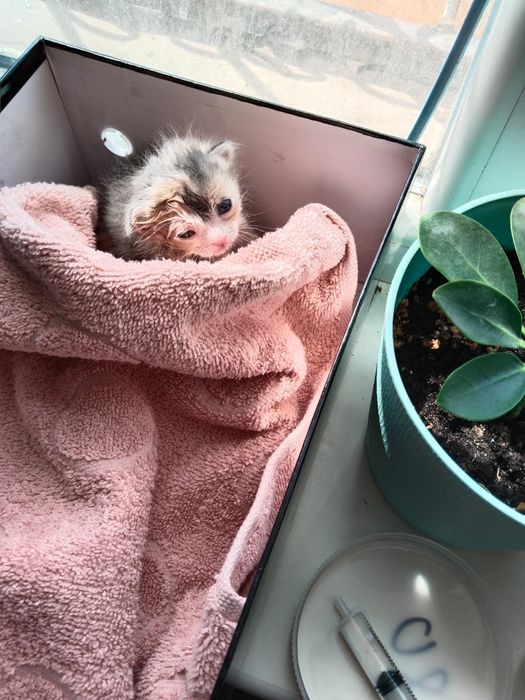 Котёнок в добрые руки