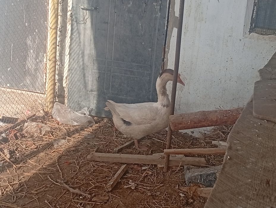 Каз (Гусь)Линда сатылады