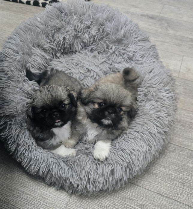 Продам щенков пекинеса, родились 28 февралясь 28 февраля