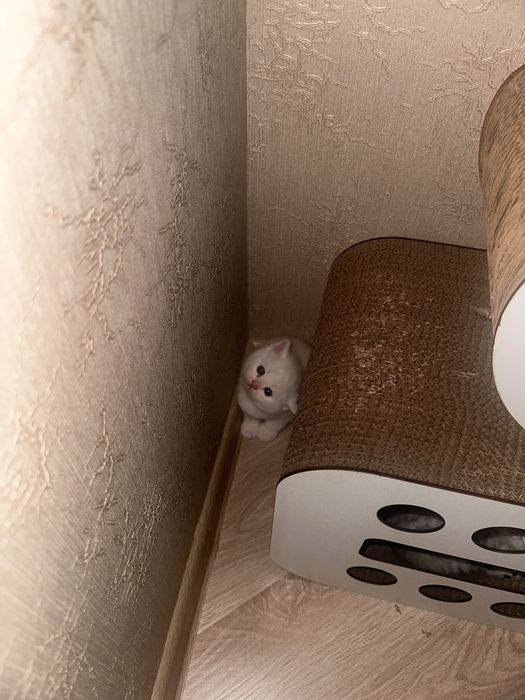 Котенок мальчик.