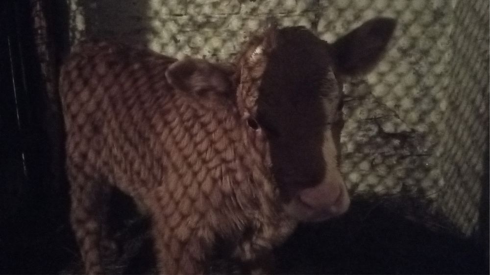 Продам теленка (бычок)