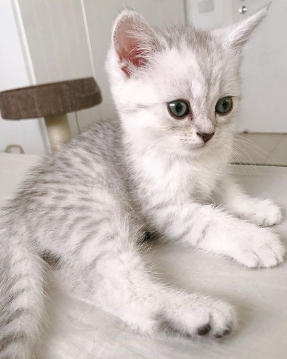 Продается котенки породистые