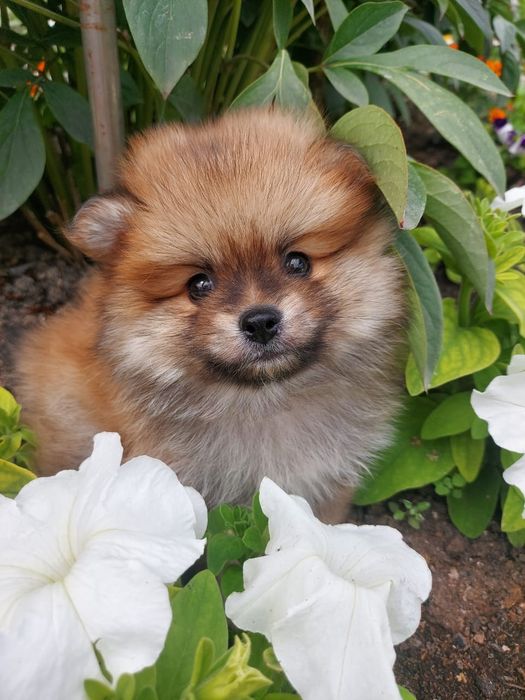 Продам щенков шпица.