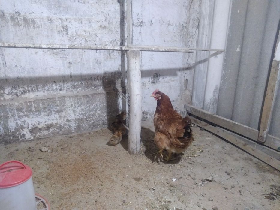 Тауык сатыладыыыы