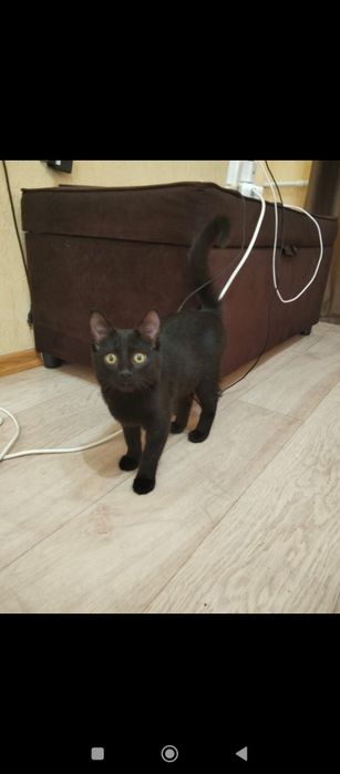 Отдам кота в добрые руки