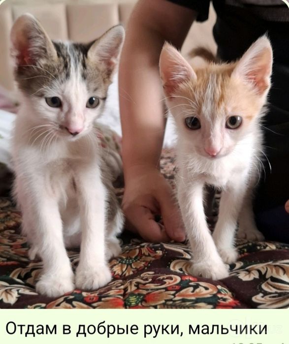 Отдам бесплатно котята мальчики 3 месяца