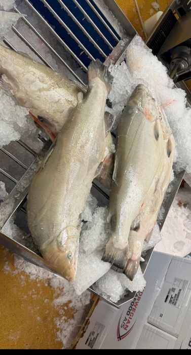 Форель Норвежская, Супер