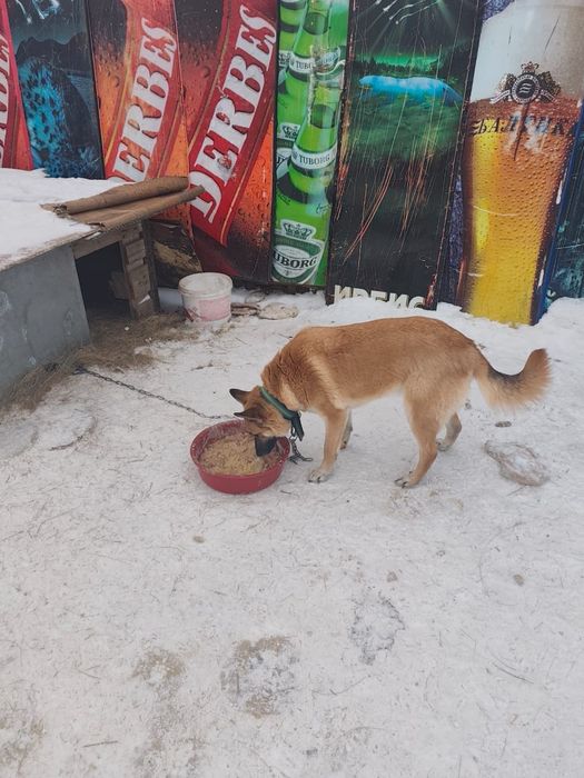 Ищем дом для собак