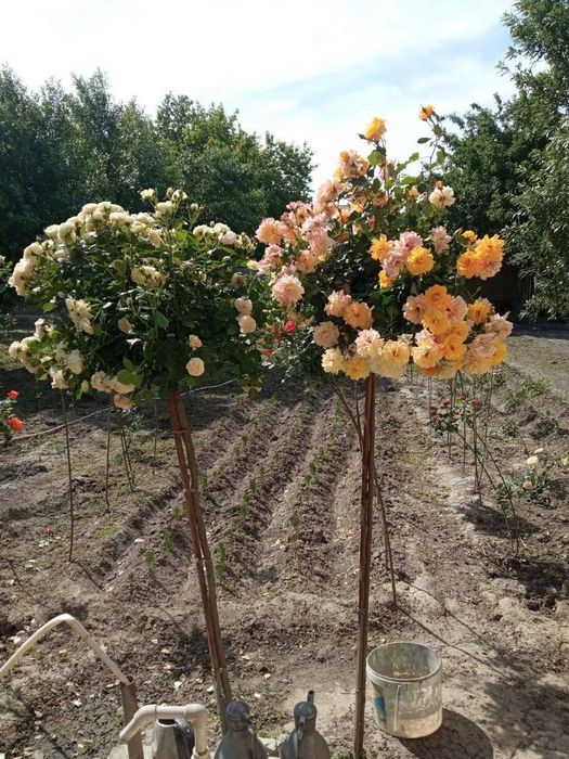 Атиргул хар хил ранлари бор