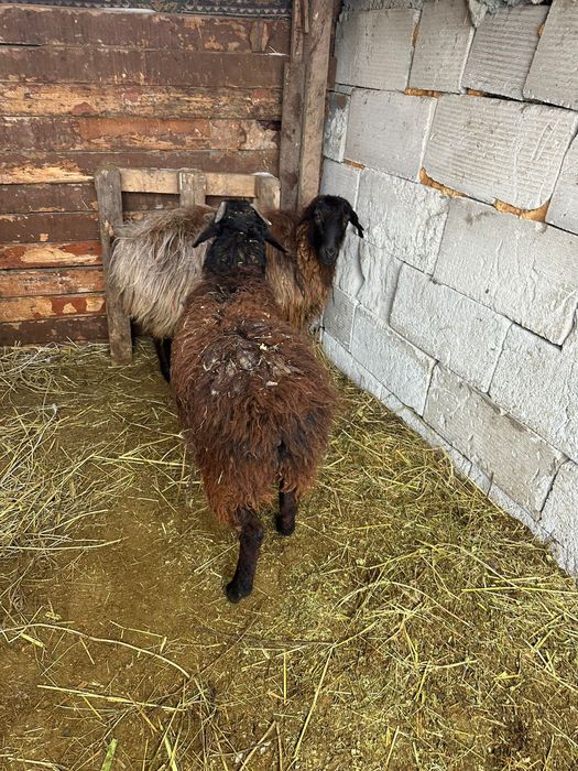 Продам овец двух