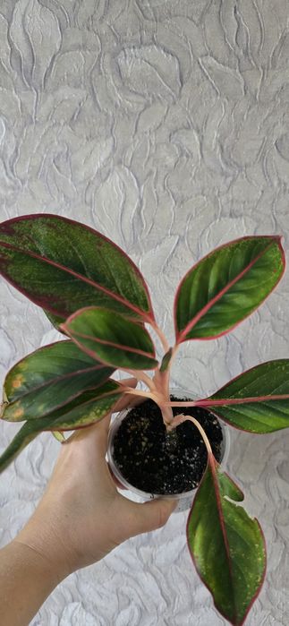 Аглаонемы разных сортов