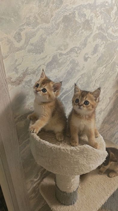 Золотая шиншилла  малыши готовы переехать в новый дом