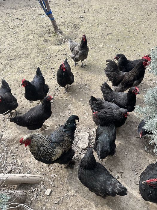 Кора шахзода товуклари сотилади