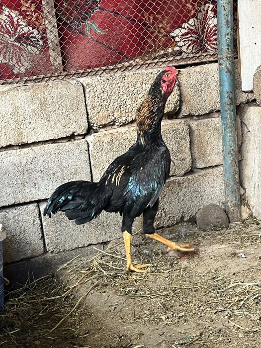 дакан шөже қораз