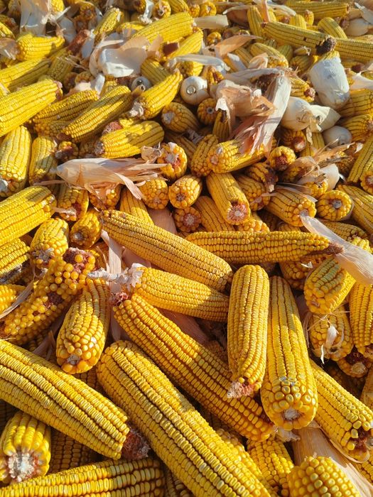 Продам кукурузу в початках