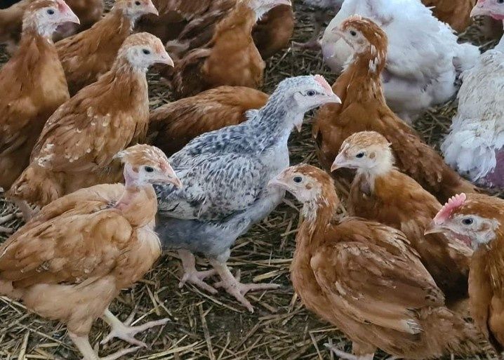 Avem pui alb de carne și pui rasă mixtă