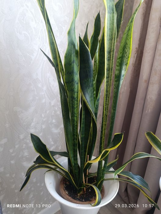 Комнатные  цветы