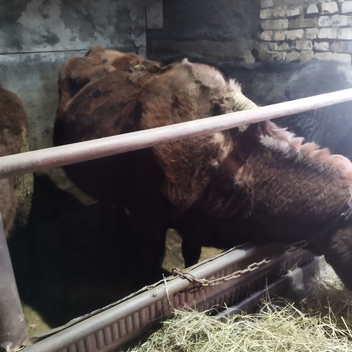 Продам две коровы и тёлочку