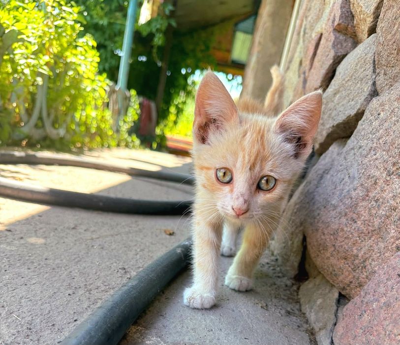 В хорошие руки котика