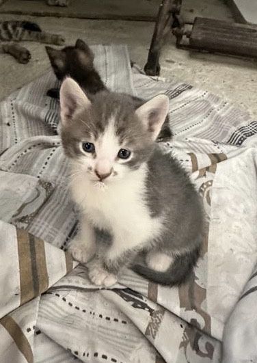 Отдам котят в добрые руки