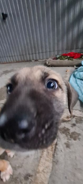 Отдам щенят, на охрану, или на частную территорию.