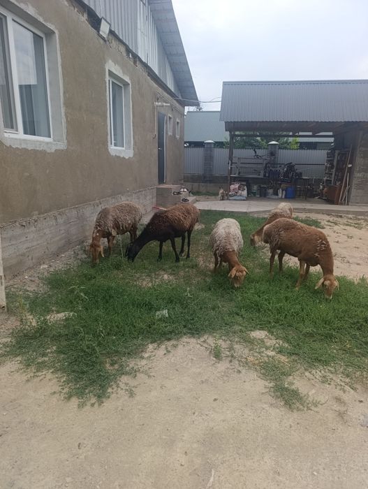 Арашан матки продам
