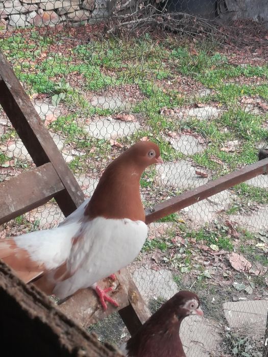 Белоглави и огледални гълъби продава