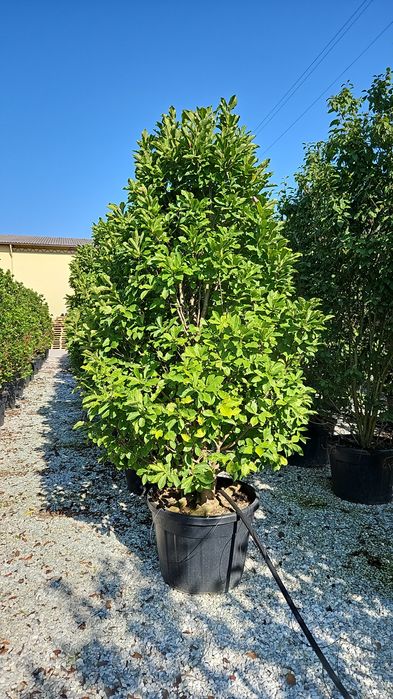 Fhotinia red Robin. Palmierii. Gazon rulou. Eunimus verde