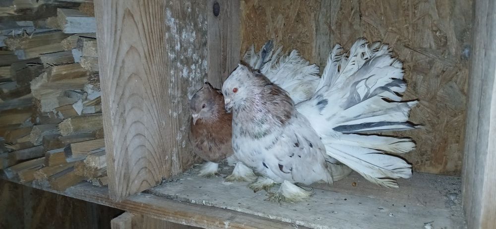 Porumbei voltati indieni