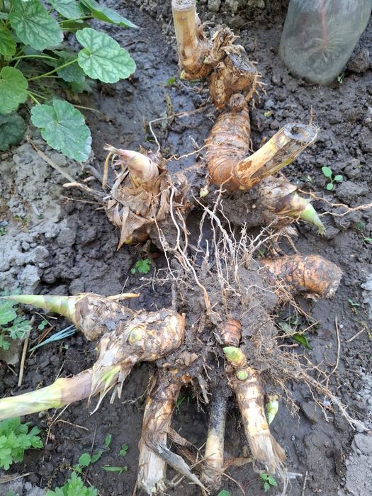 Бамбук (корни) продам