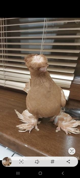 Голуби двухчубый