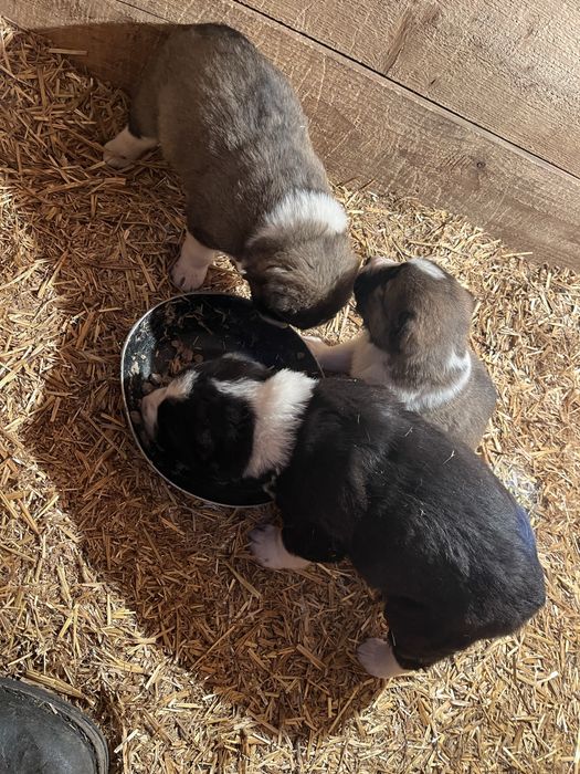 Продам щенят САО