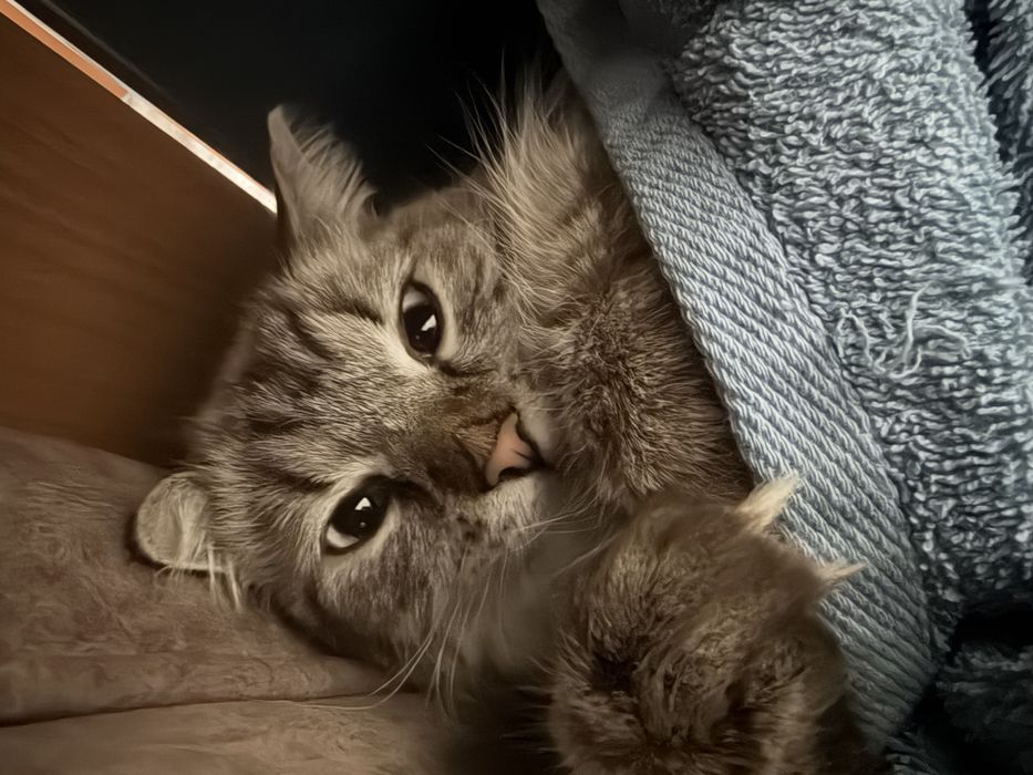 Кошка в хорошие руки