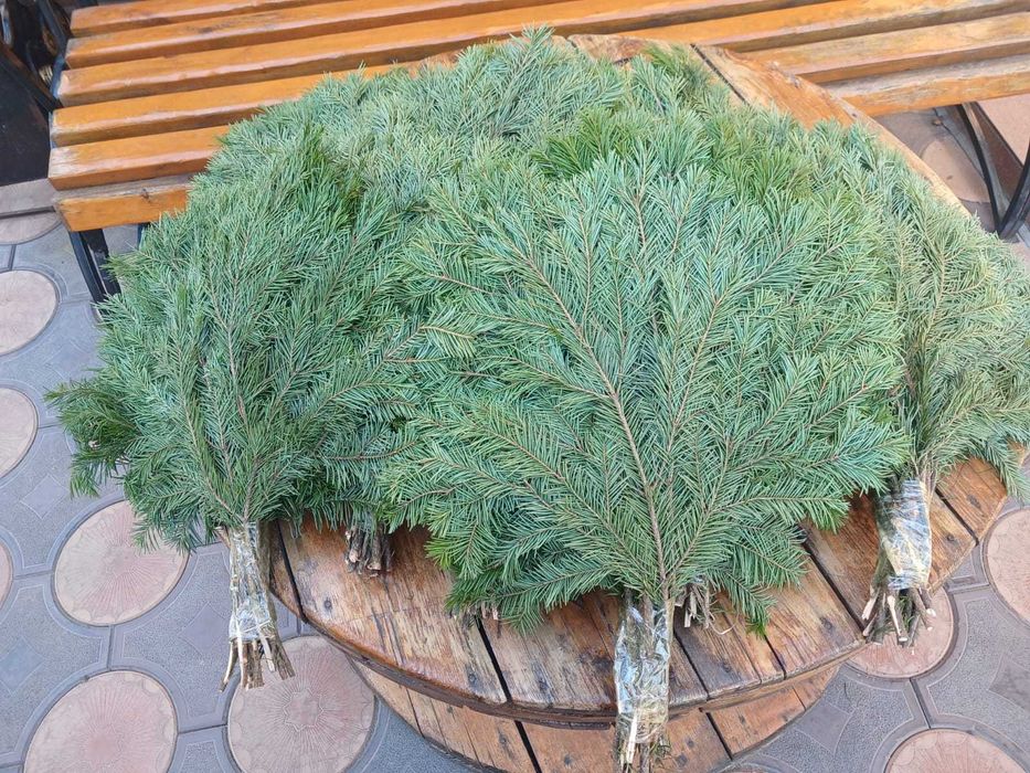 Продам веники пихтовые для бани