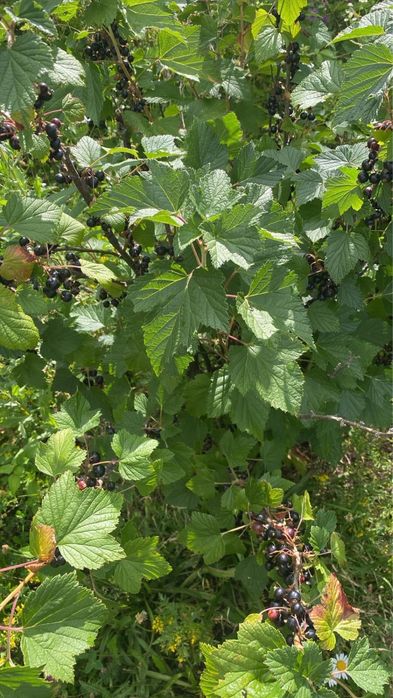Vand  afine de padure, agrise, coacaze