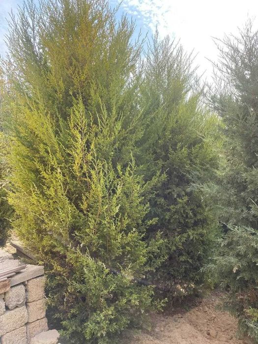 Арчалар Ёлки  Archalar