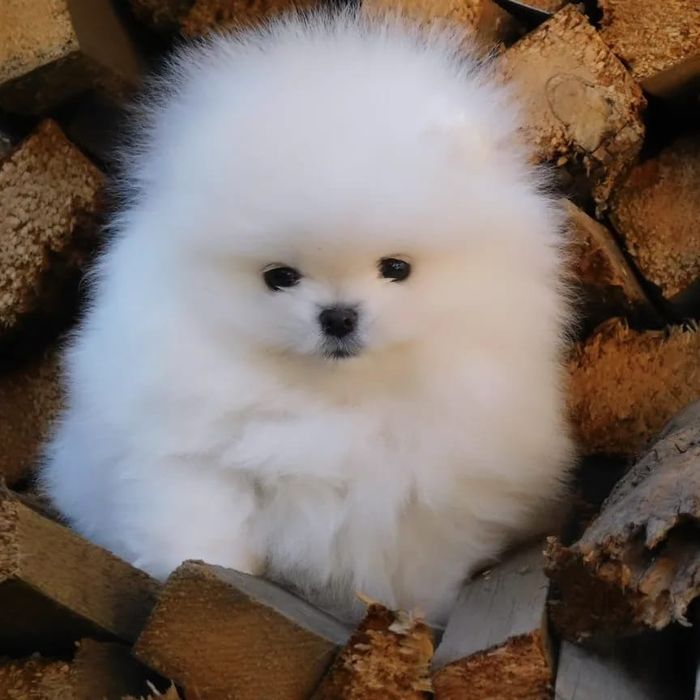 Шикарные щенки Померанский шпиц