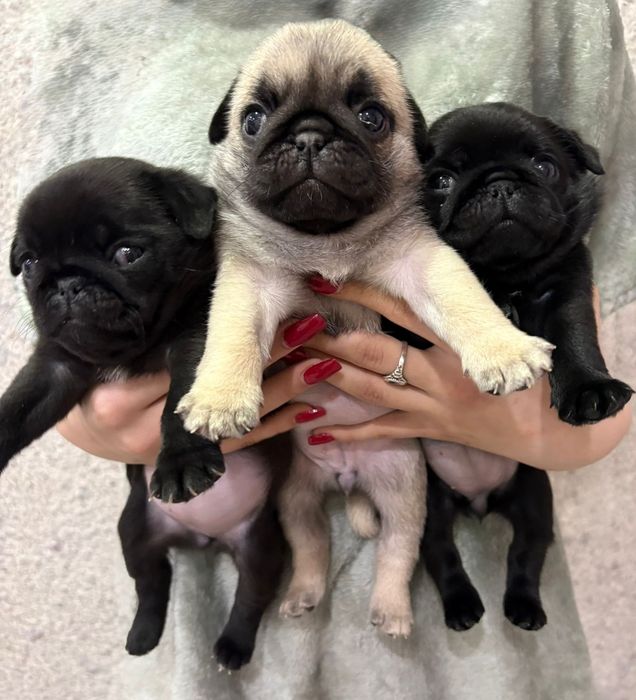 Собаки животные мопсы