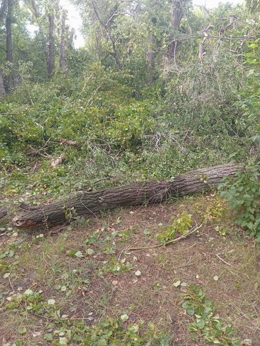 Карагаш, Дрова тополь бесплатно