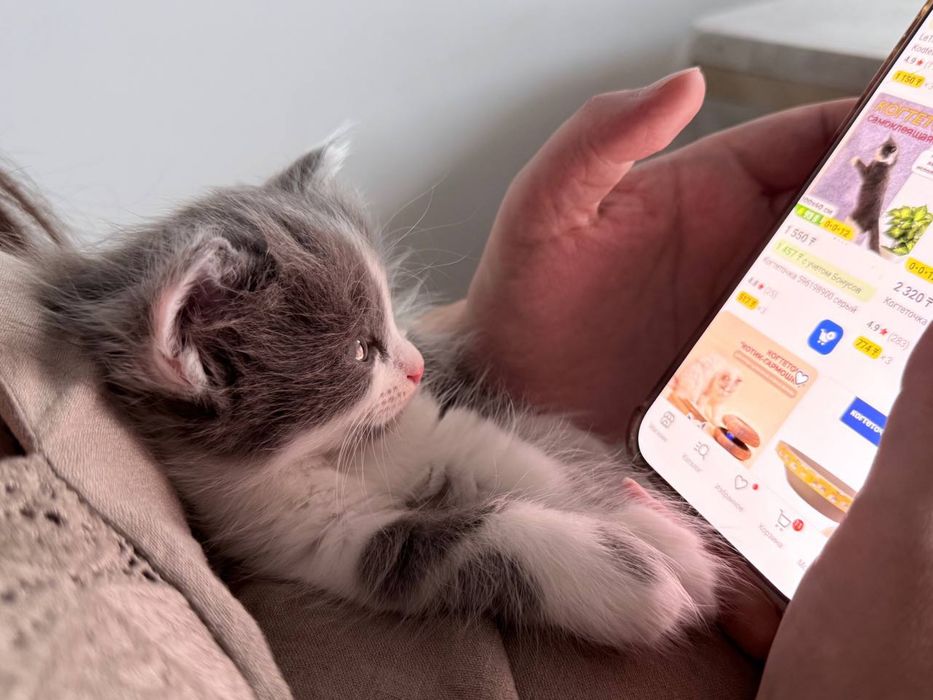 Котенок Алматы девочка