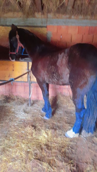 Vând sau schimb calcastrat