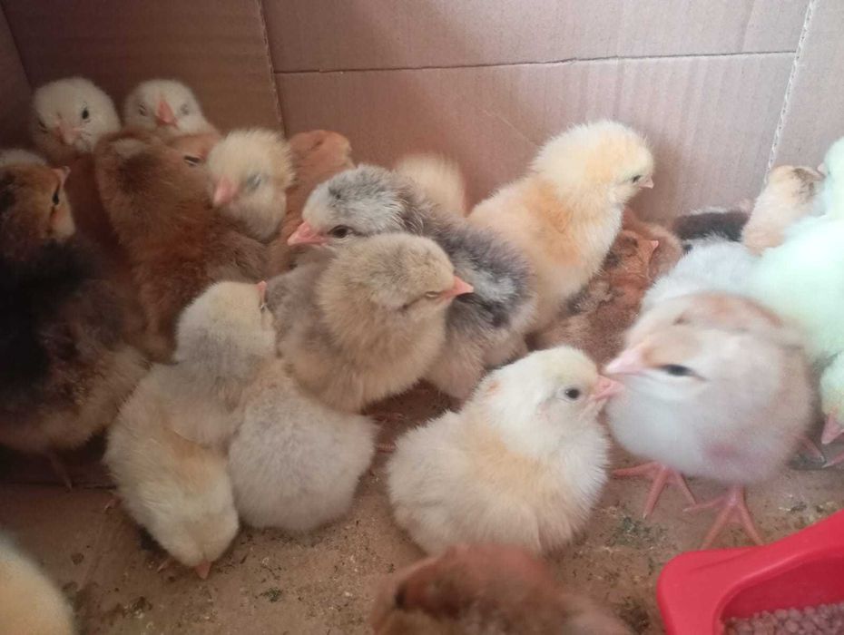 Продам суточных цыплят несушек