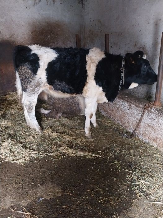 Vițică de vânzare