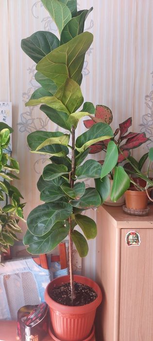 Комнатные растения